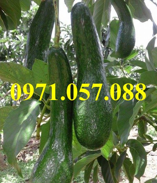 Cây giống bơ 034